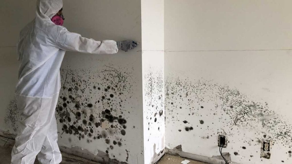 Mold remediation after water damage in Lutz FL